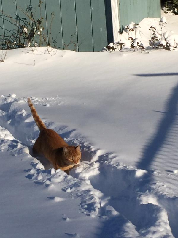 /Images/uploads/Humane Rescue Alliance/HRACalendarPhotoContest/entries/9107thumb.jpg